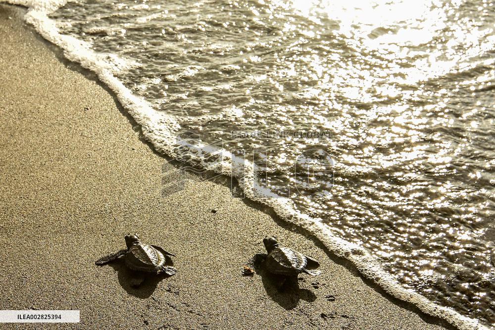 INDONESIA-CENTRAL SULAWESI-WORLD ENVIRONMENT DAY-BABY TURTLE-RELEASE