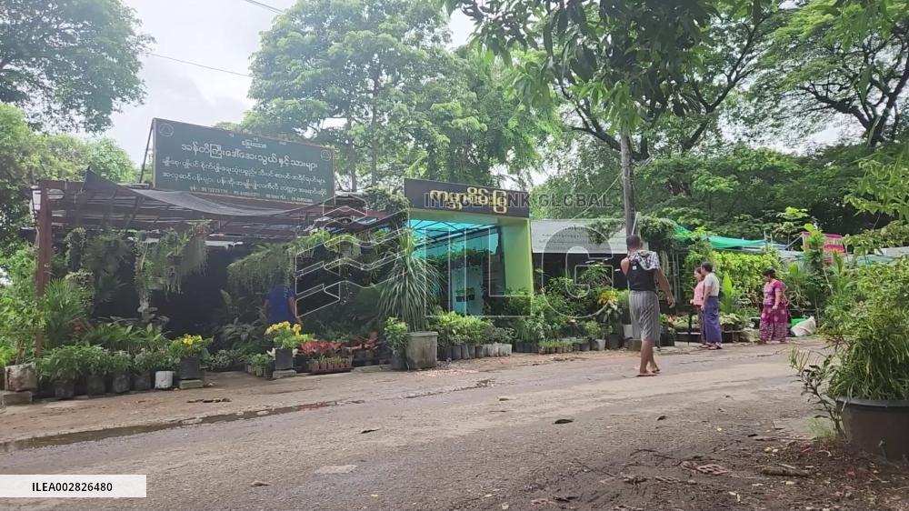 Yangon embraces potted plants for urban greenery on World Environment Day