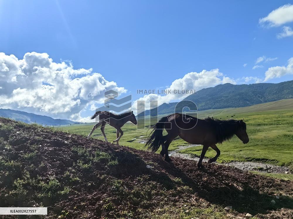 CHINA-XINJIANG-ALTAY-HABAHE-TOURISM (CN)