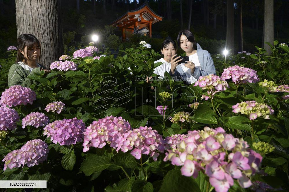 Hydrangea flowers at Kyoto temple