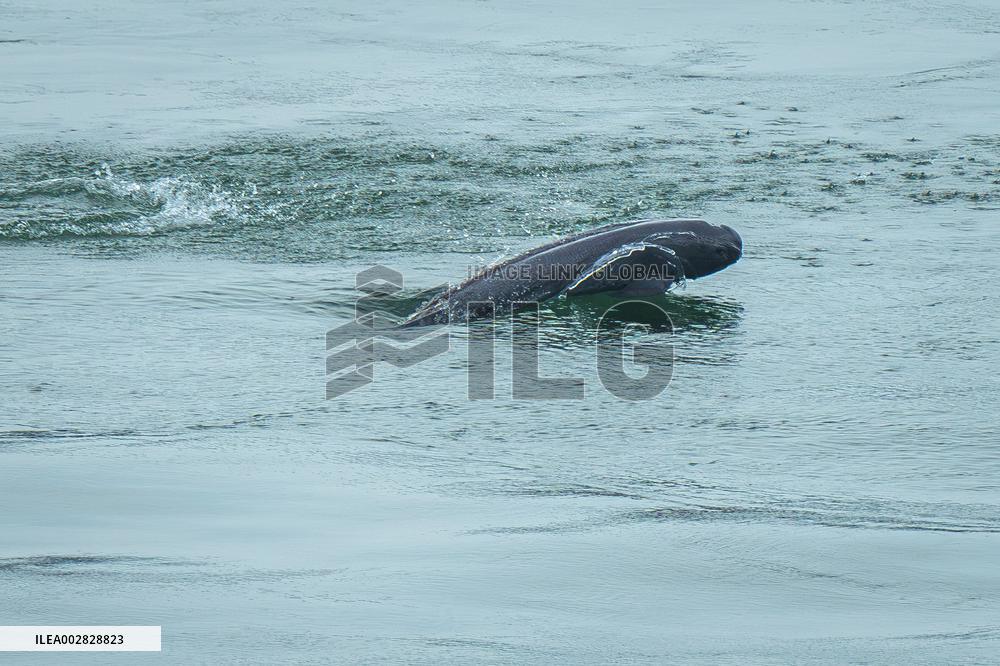 CHINA-RIVER ECOSYSTEM (CN)