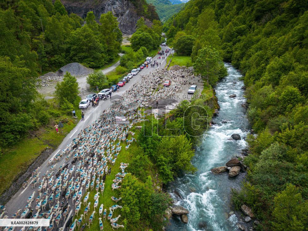 Traditional Annual Transhumance - Pyrenees