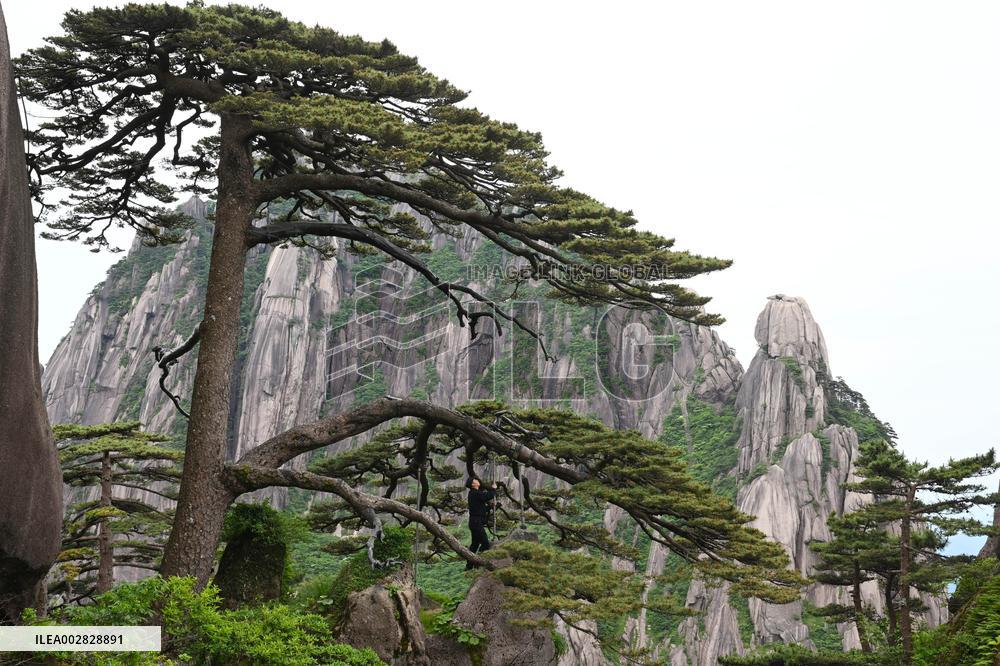 ChineseToday | CHINA-ANHUI-HUANGSHAN MOUNTAIN-GREETING PINE-GUARDIAN (CN)