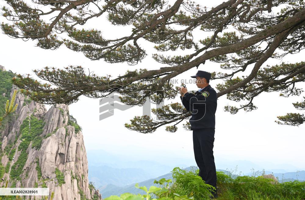 ChineseToday | CHINA-ANHUI-HUANGSHAN MOUNTAIN-GREETING PINE-GUARDIAN (CN)