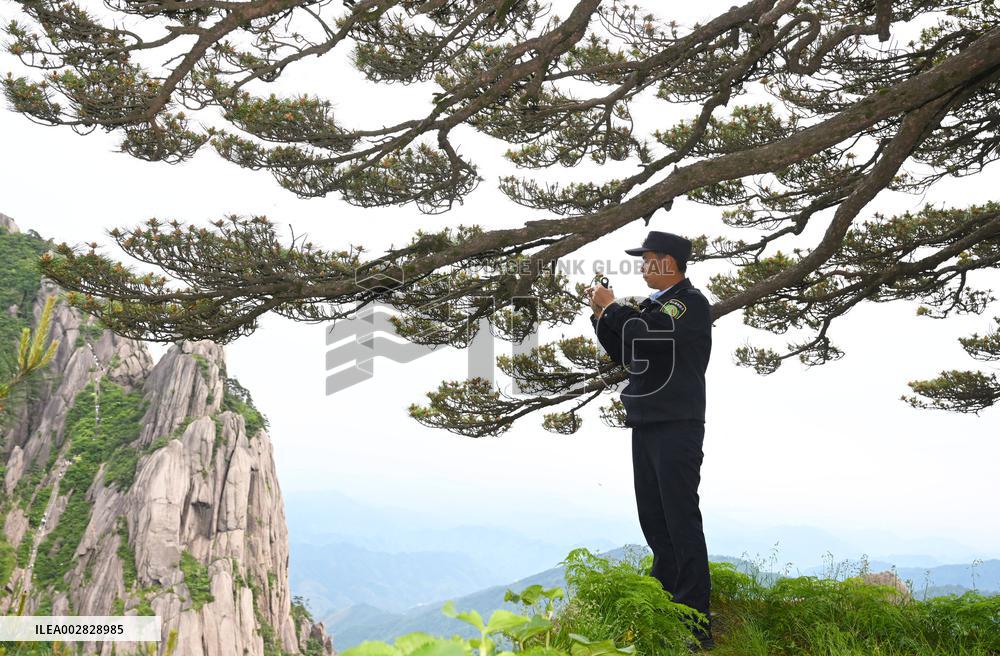 ChineseToday | CHINA-ANHUI-HUANGSHAN MOUNTAIN-GREETING PINE-GUARDIAN (CN)