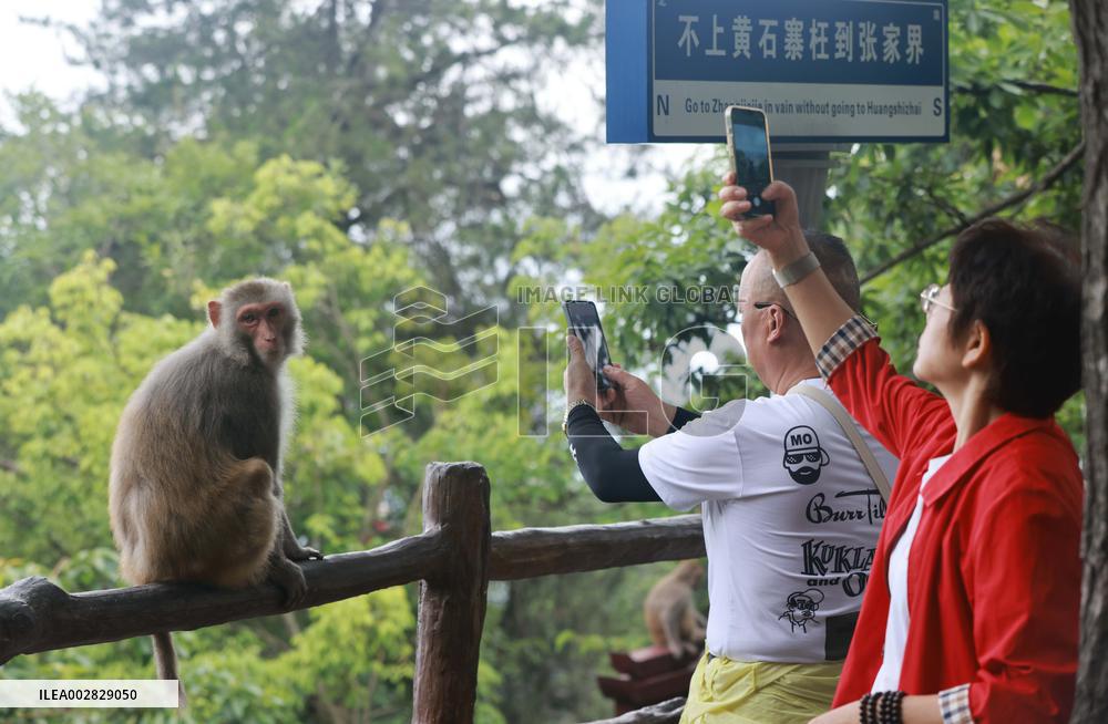 #CHINA-HUNAN-ZHANGJIAJIE-MACAQUE (CN)