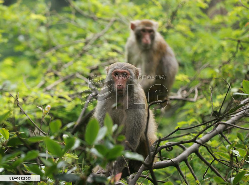 #CHINA-HUNAN-ZHANGJIAJIE-MACAQUE (CN)
