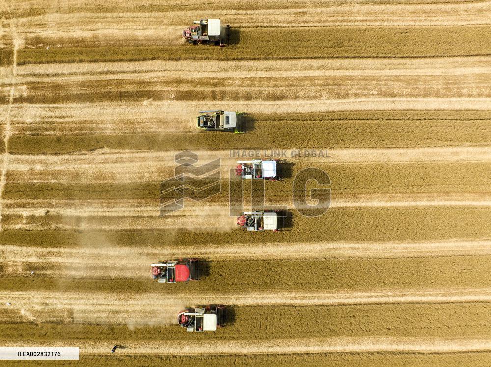 A Harvest Competition in Lianyungang