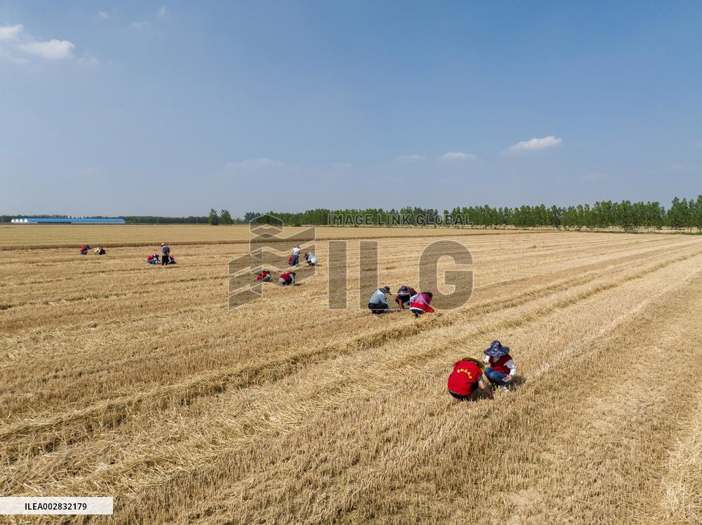 A Harvest Competition in Lianyungang