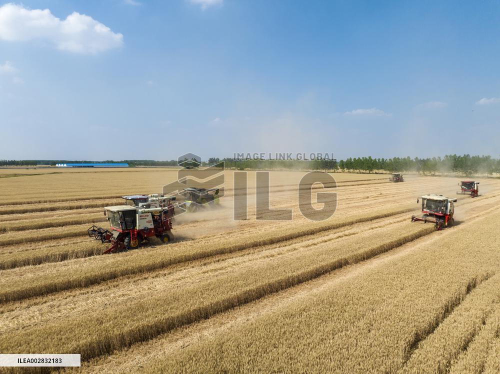 A Harvest Competition in Lianyungang