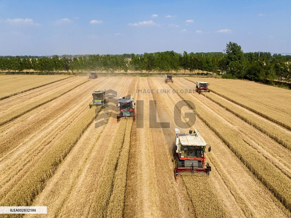 A Harvest Competition in Lianyungang