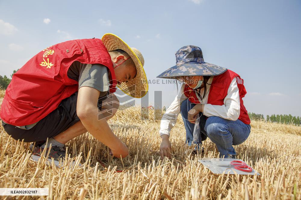 A Harvest Competition in Lianyungang