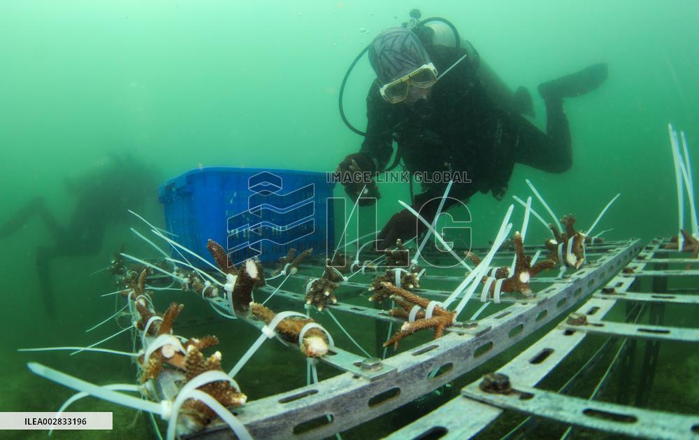 CHINA-HAINAN-FENJIEZHOU ISLAND-MARINE ENVIRONMENT (CN)