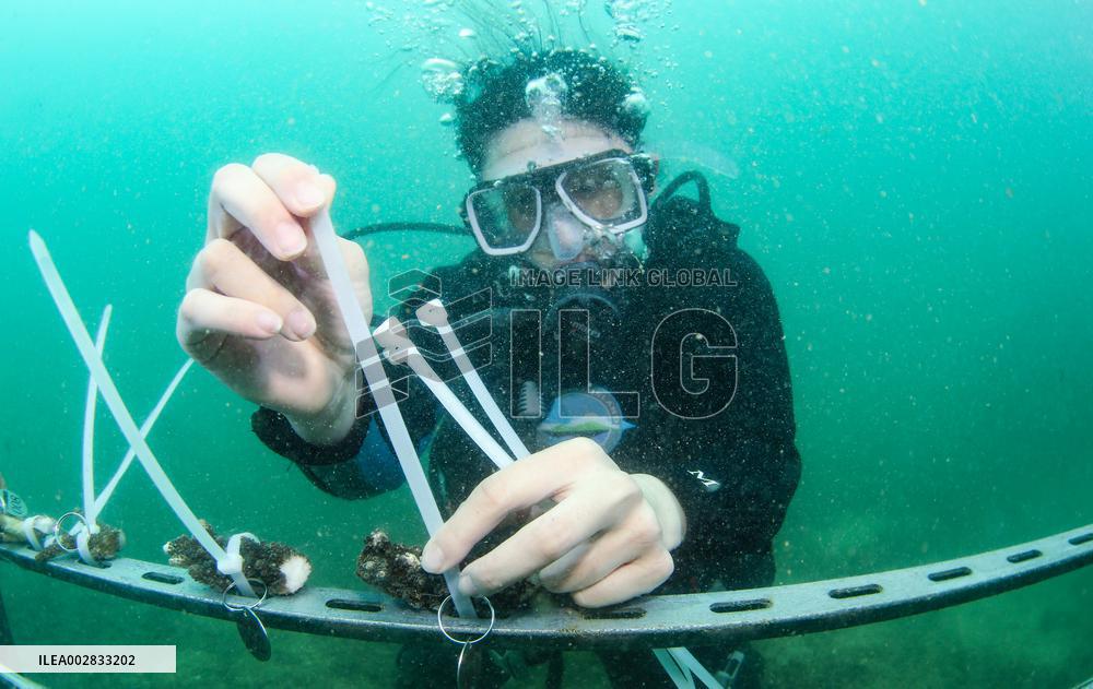 CHINA-HAINAN-FENJIEZHOU ISLAND-MARINE ENVIRONMENT (CN)