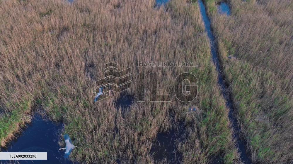 Wetland in N China becomes paradise for migratory birds