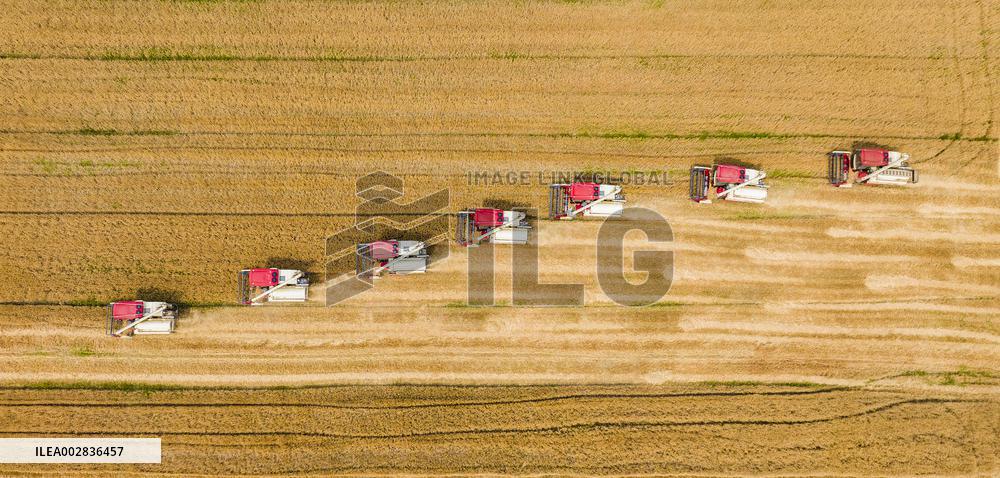 Wheat Harvest in Huai 'an