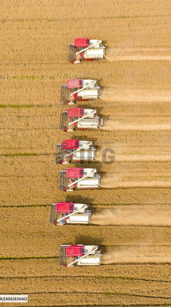 Wheat Harvest in Huai 'an