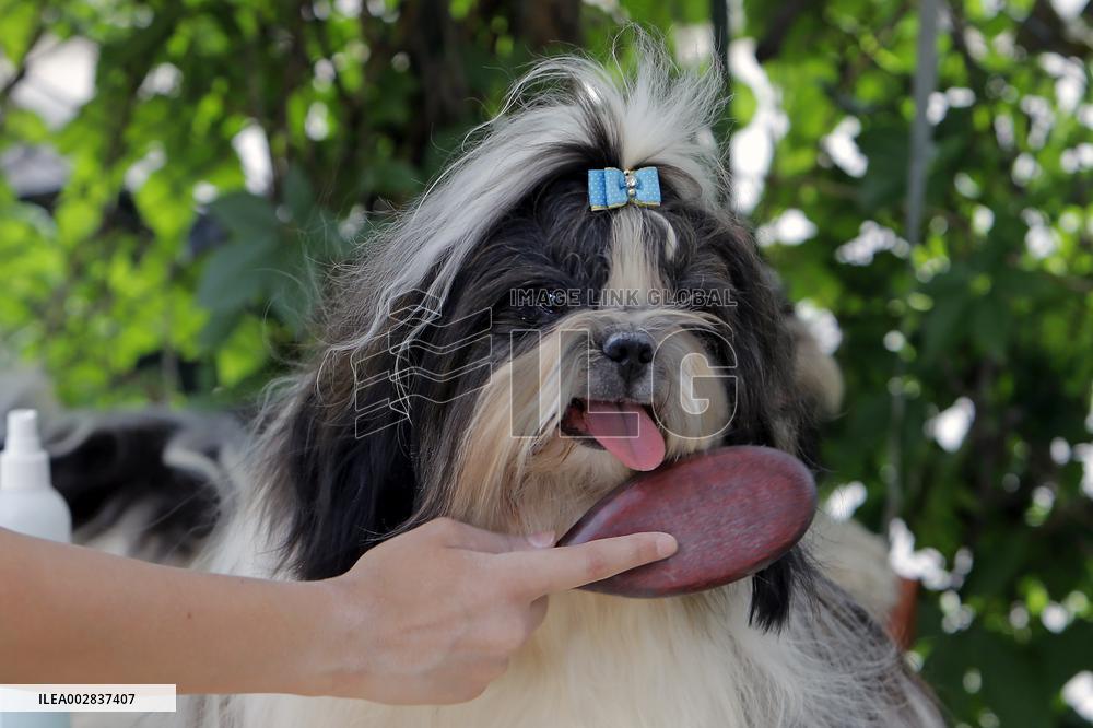 ROMANIA-BUCHAREST-INT'L CANINE BEAUTY SHOW