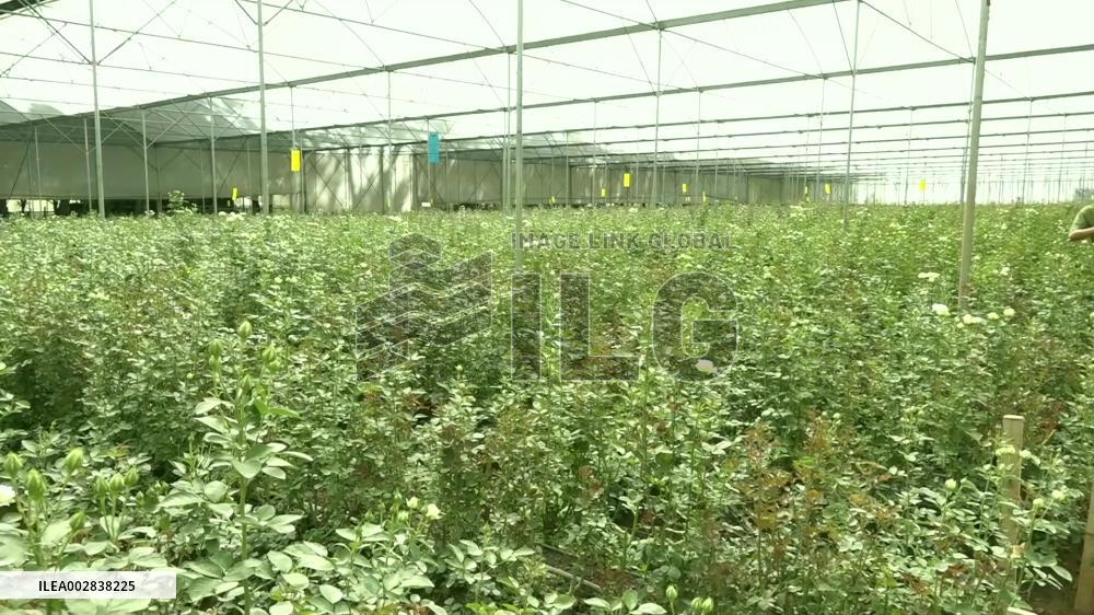 Kenyan flowers gaining visibility in Chinese market