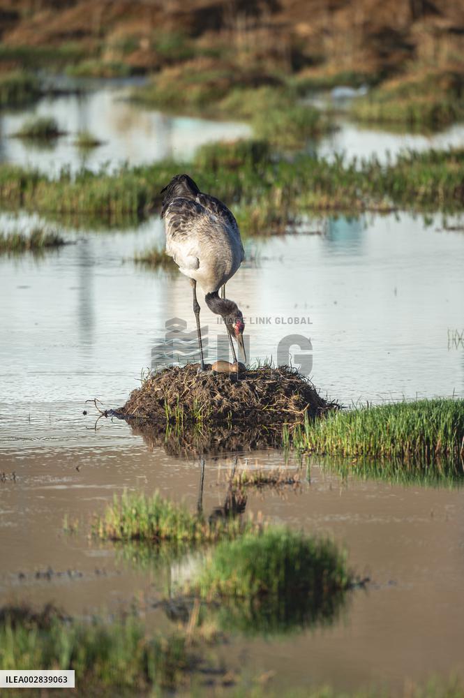 (InXizang)CHINA-XIZANG-XAINZA-BLACK-NECKED CRANES (CN)