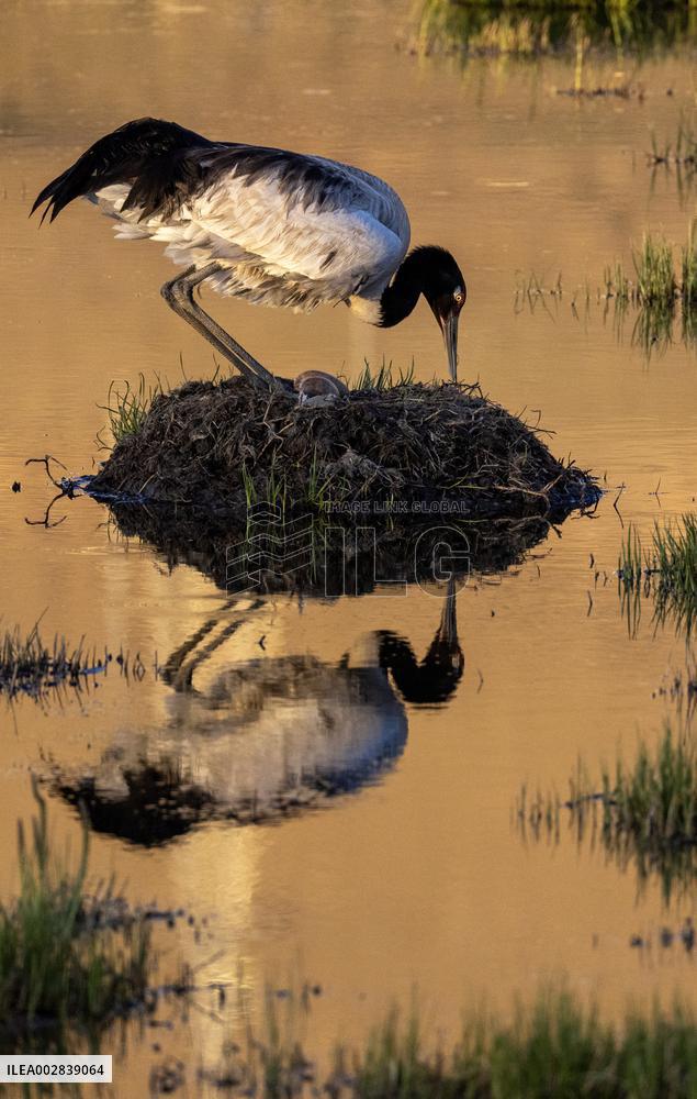 (InXizang)CHINA-XIZANG-XAINZA-BLACK-NECKED CRANES (CN)