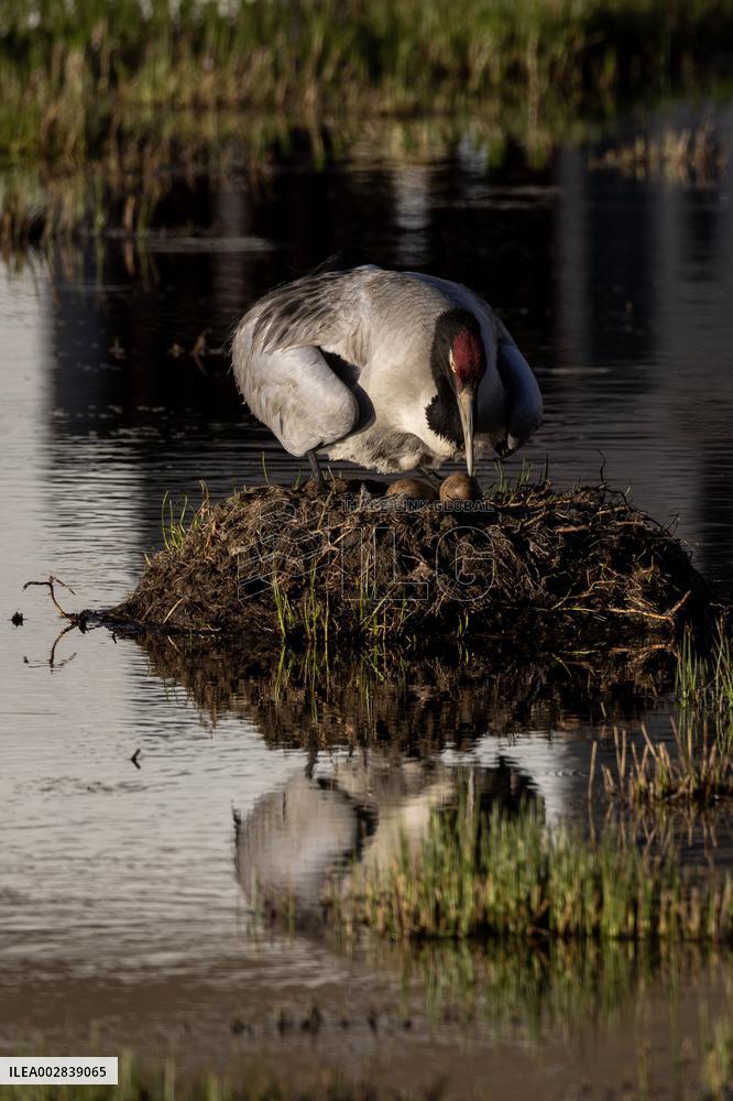 (InXizang)CHINA-XIZANG-XAINZA-BLACK-NECKED CRANES (CN)