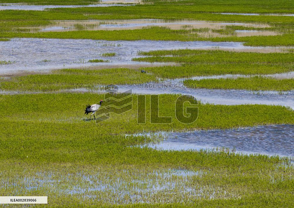 (InXizang)CHINA-XIZANG-XAINZA-BLACK-NECKED CRANES (CN)