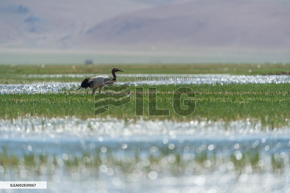 (InXizang)CHINA-XIZANG-XAINZA-BLACK-NECKED CRANES (CN)