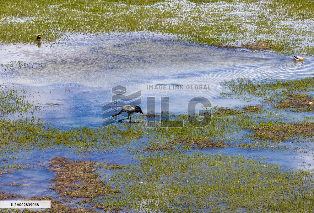 (InXizang)CHINA-XIZANG-XAINZA-BLACK-NECKED CRANES (CN)