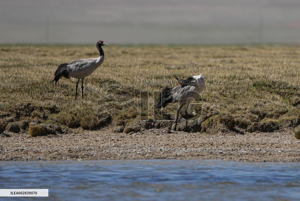 (InXizang)CHINA-XIZANG-XAINZA-BLACK-NECKED CRANES (CN)