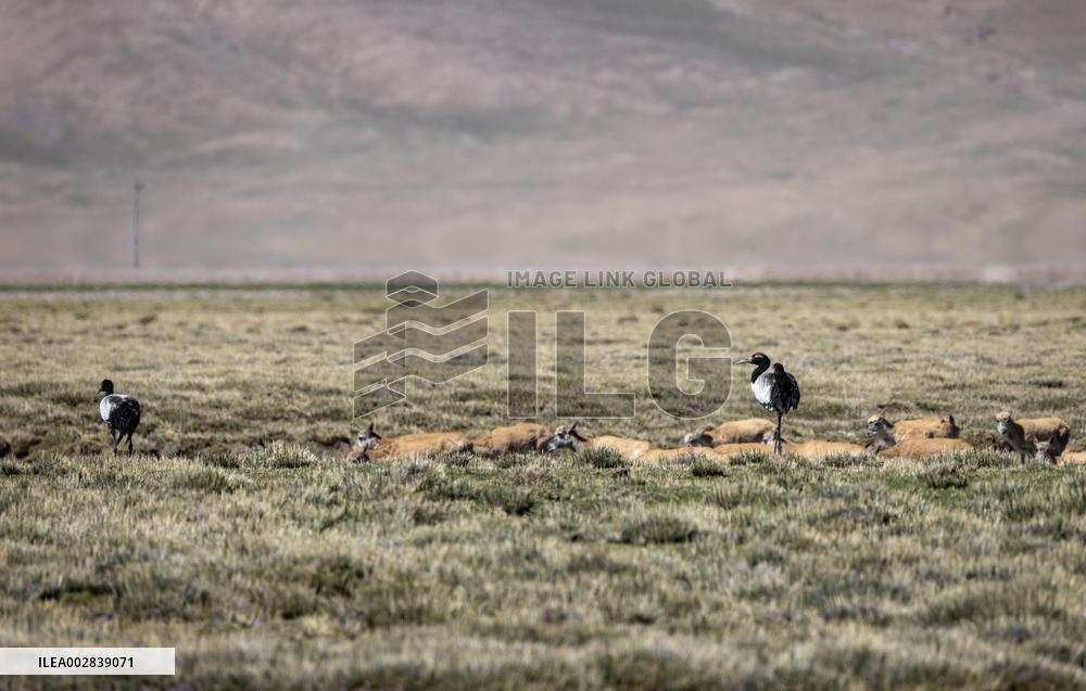 (InXizang)CHINA-XIZANG-XAINZA-BLACK-NECKED CRANES (CN)