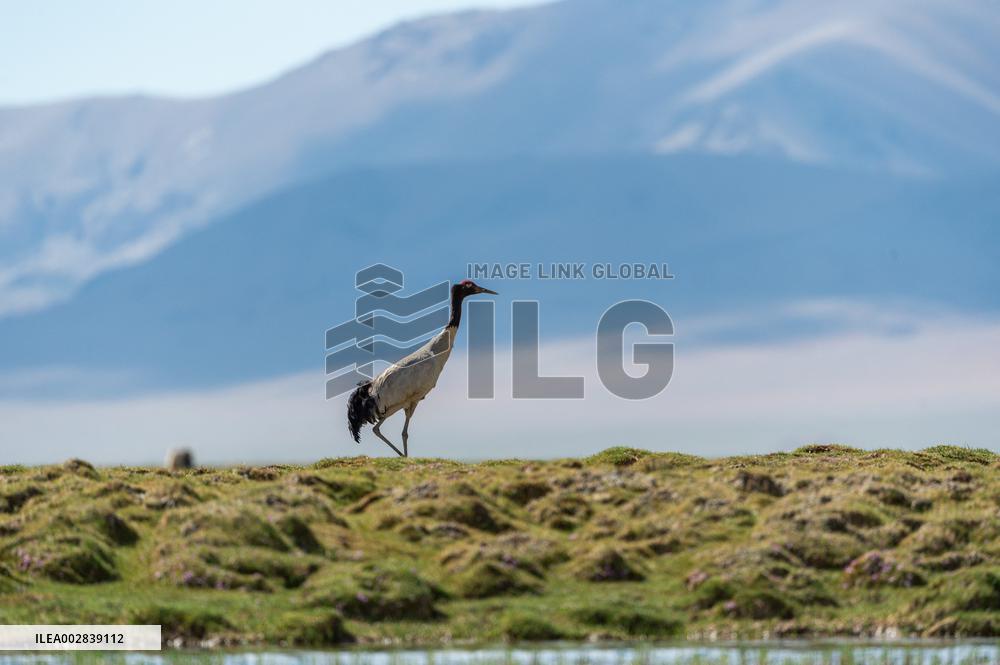 (InXizang)CHINA-XIZANG-XAINZA-BLACK-NECKED CRANES (CN)