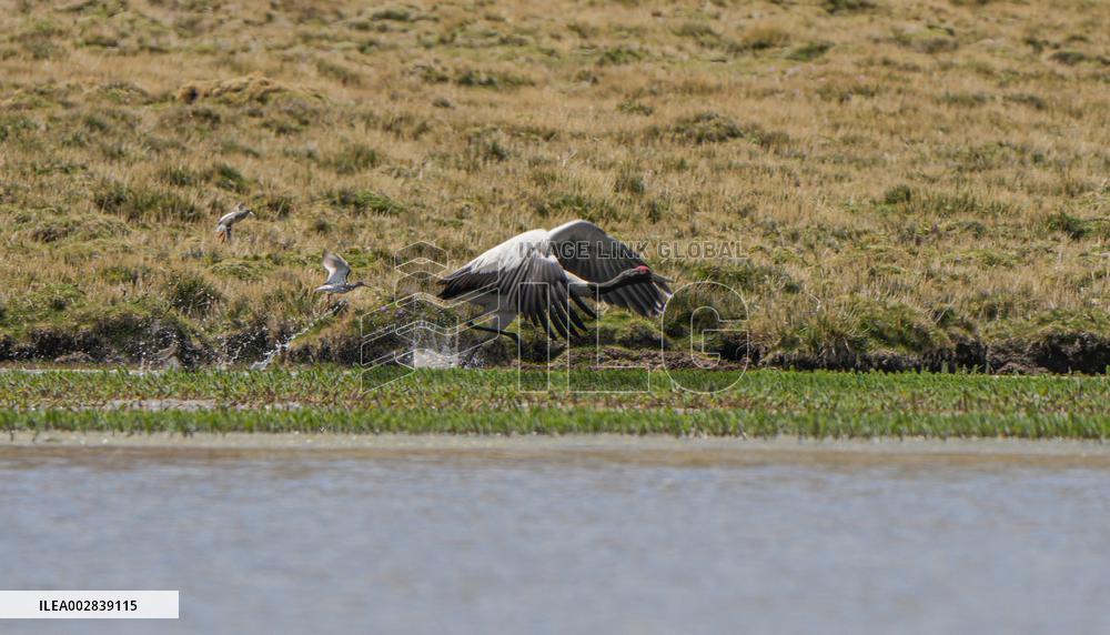 (InXizang)CHINA-XIZANG-XAINZA-BLACK-NECKED CRANES (CN)
