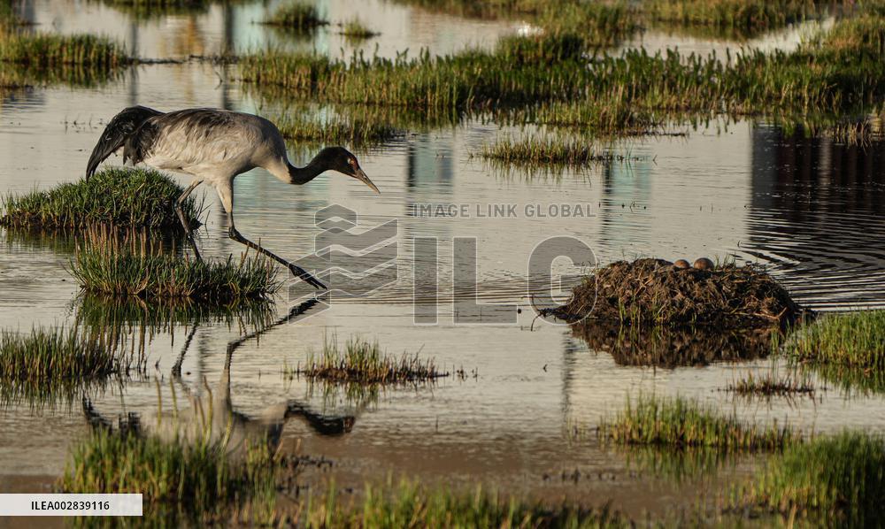 (InXizang)CHINA-XIZANG-XAINZA-BLACK-NECKED CRANES (CN)