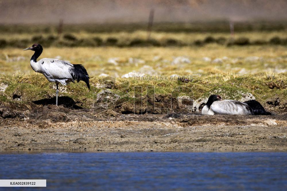(InXizang)CHINA-XIZANG-XAINZA-BLACK-NECKED CRANES (CN)