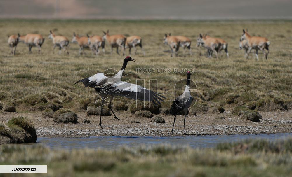 (InXizang)CHINA-XIZANG-XAINZA-BLACK-NECKED CRANES (CN)