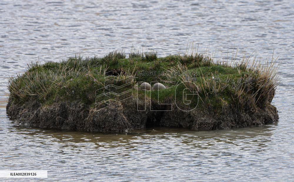 (InXizang)CHINA-XIZANG-XAINZA-BLACK-NECKED CRANES (CN)