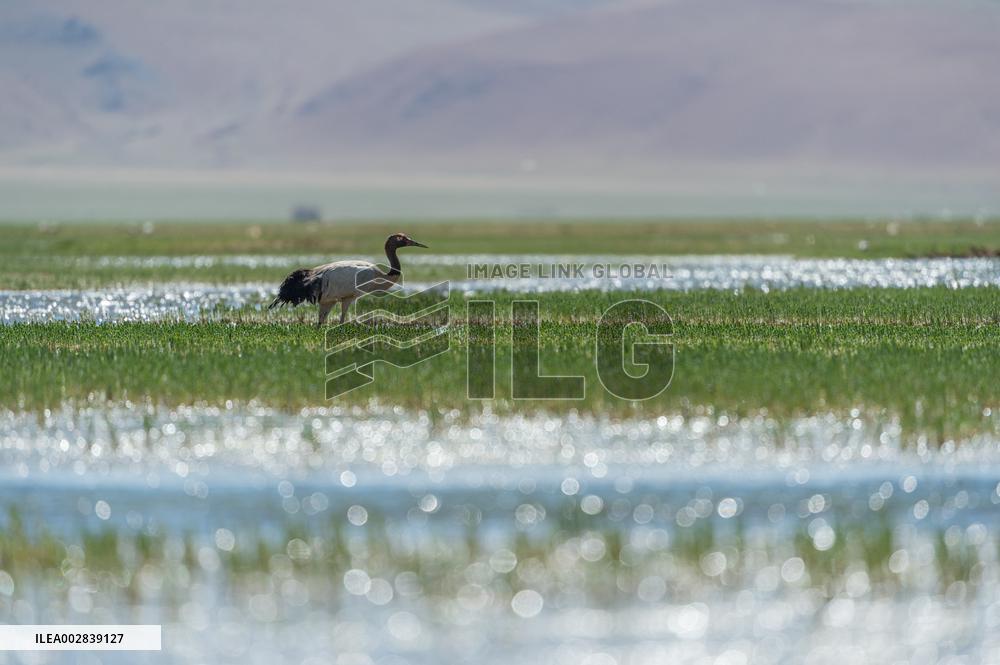 (InXizang)CHINA-XIZANG-XAINZA-BLACK-NECKED CRANES (CN)
