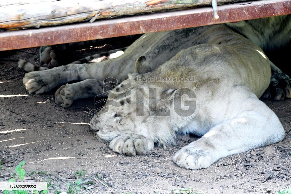 Wild Animals Heat Down