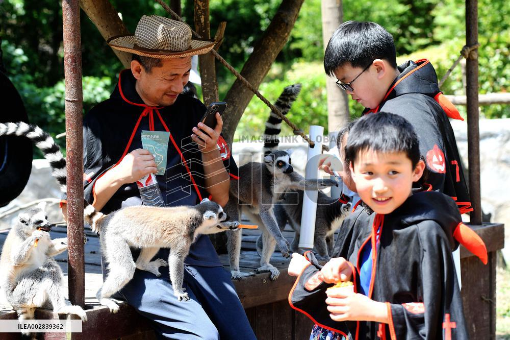 Wild Animals Heat Down