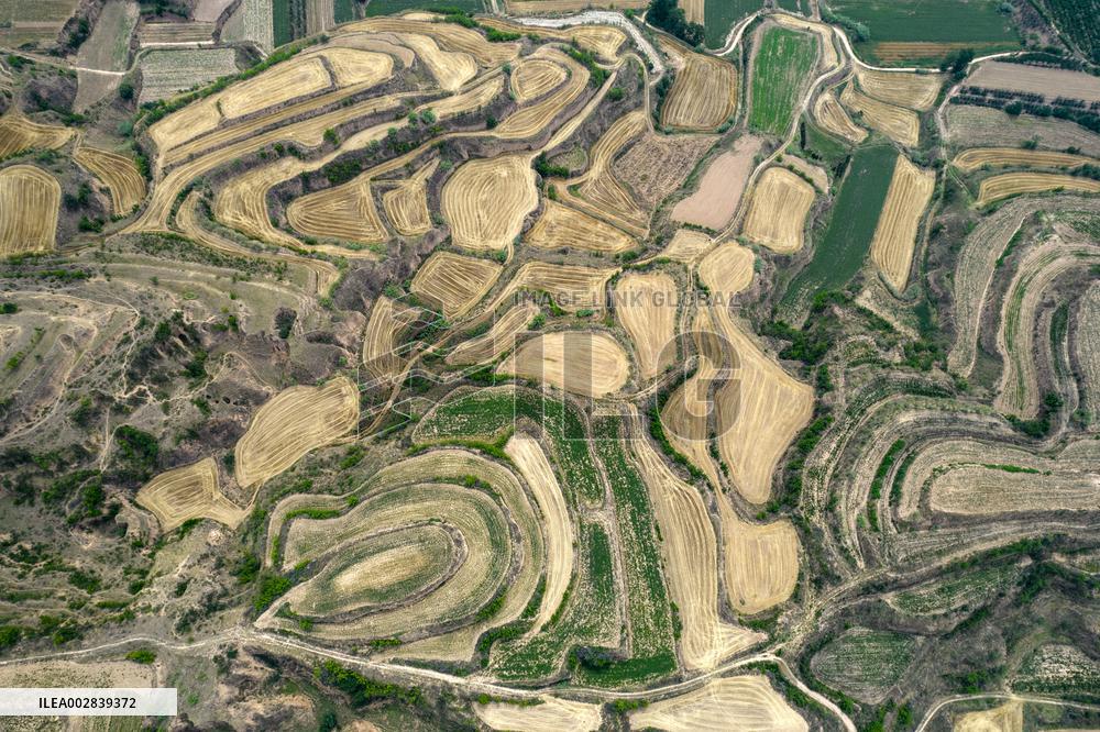 Landscape of Loess Terraces After Wheat Harvest in Yuncheng