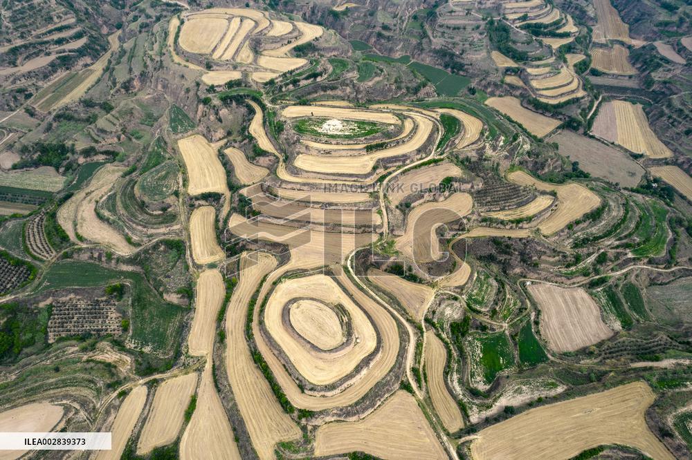 Landscape of Loess Terraces After Wheat Harvest in Yuncheng