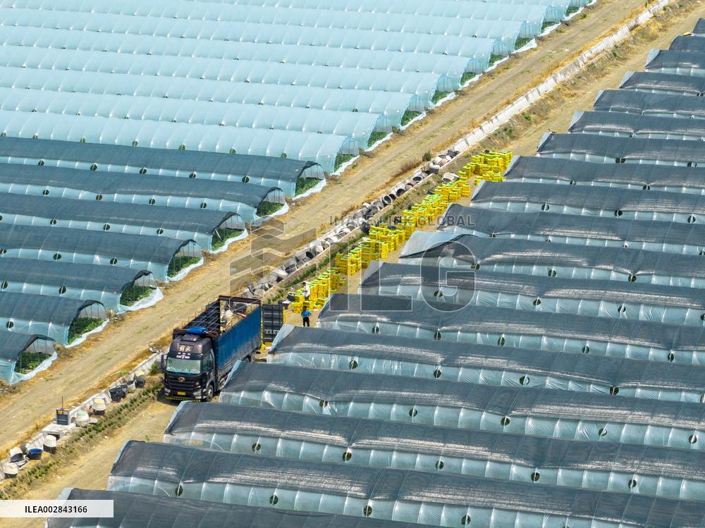 Watermelon Supply in Lianyungang