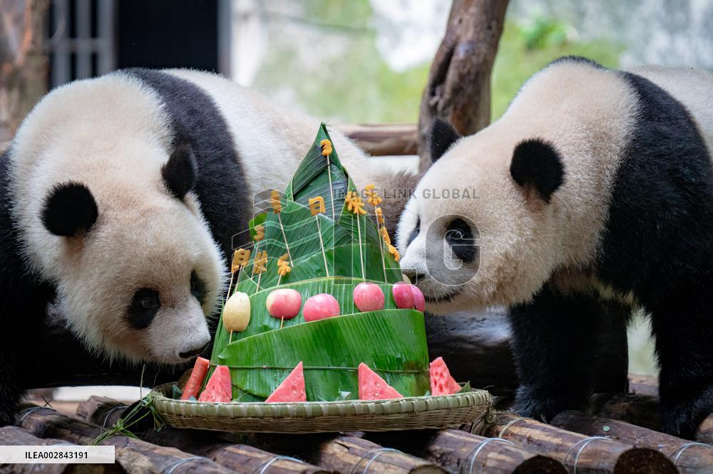 Giant Panda Celebrate Birthday at Chongqing Zoo