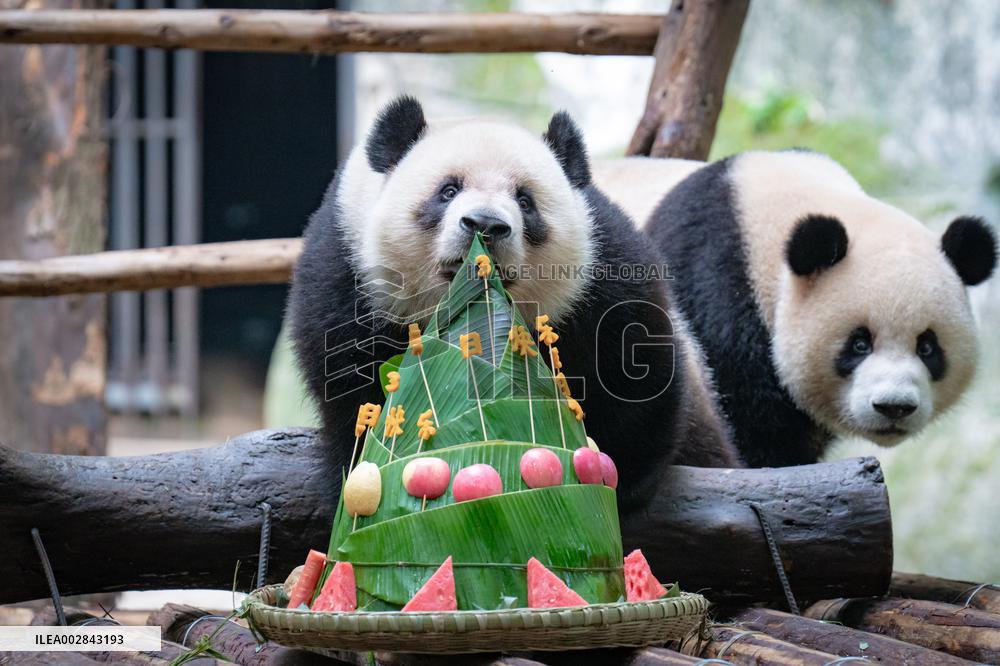 Giant Panda Celebrate Birthday at Chongqing Zoo