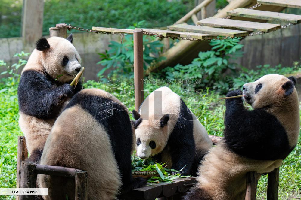 Giant Panda Celebrate Birthday at Chongqing Zoo