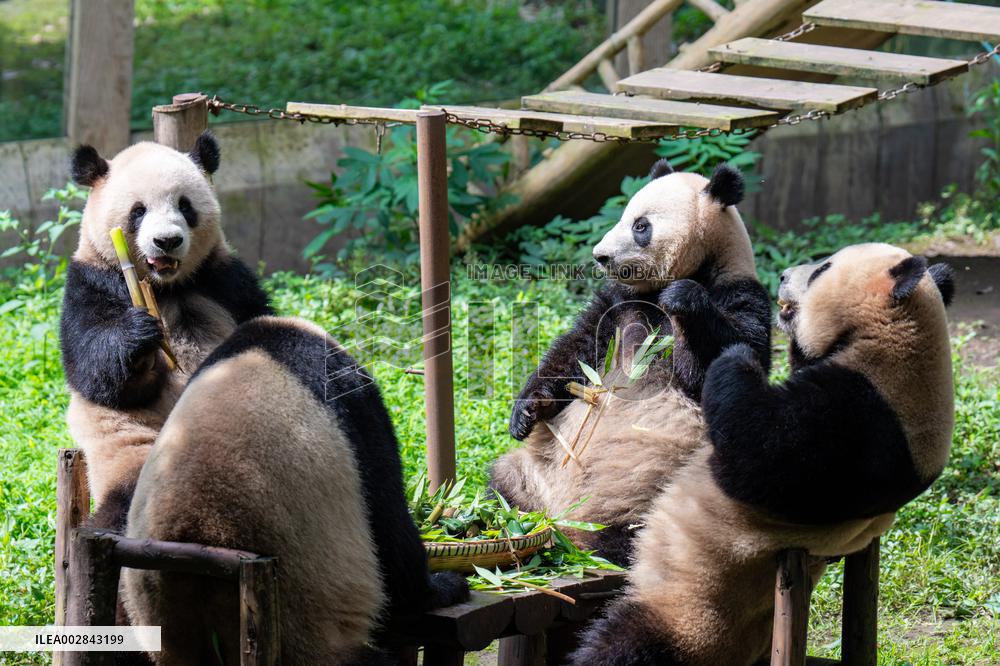 Giant Panda Celebrate Birthday at Chongqing Zoo