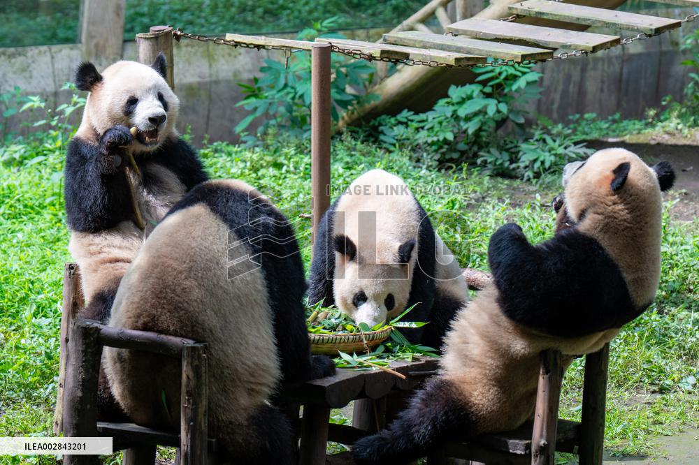 Giant Panda Celebrate Birthday at Chongqing Zoo