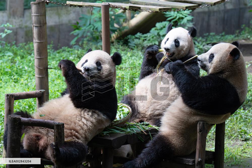 Giant Panda Celebrate Birthday at Chongqing Zoo