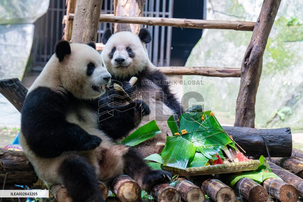 Giant Panda Celebrate Birthday at Chongqing Zoo